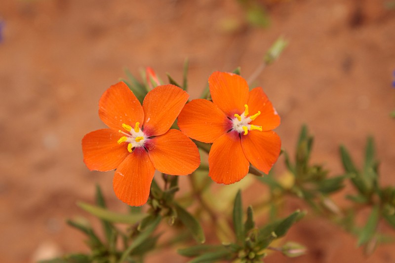 Lysimachia collina photo 3