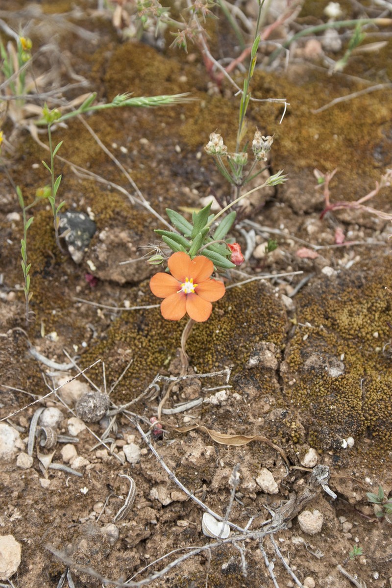 Lysimachia collina photo 4