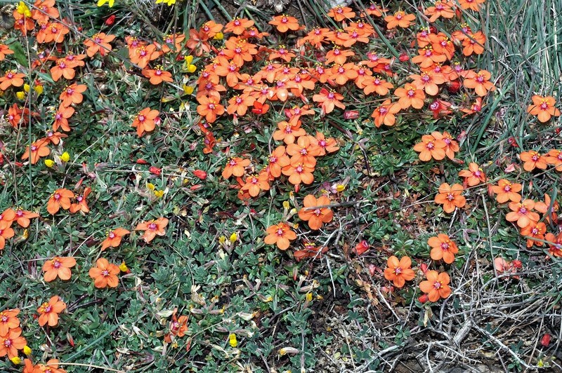 Lysimachia collina photo 6