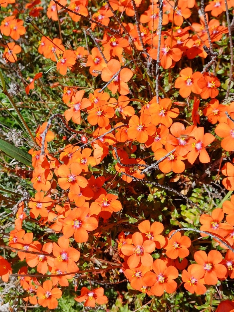 Lysimachia collina photo 7