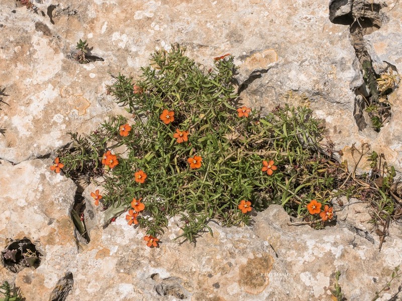 Lysimachia collina photo 8