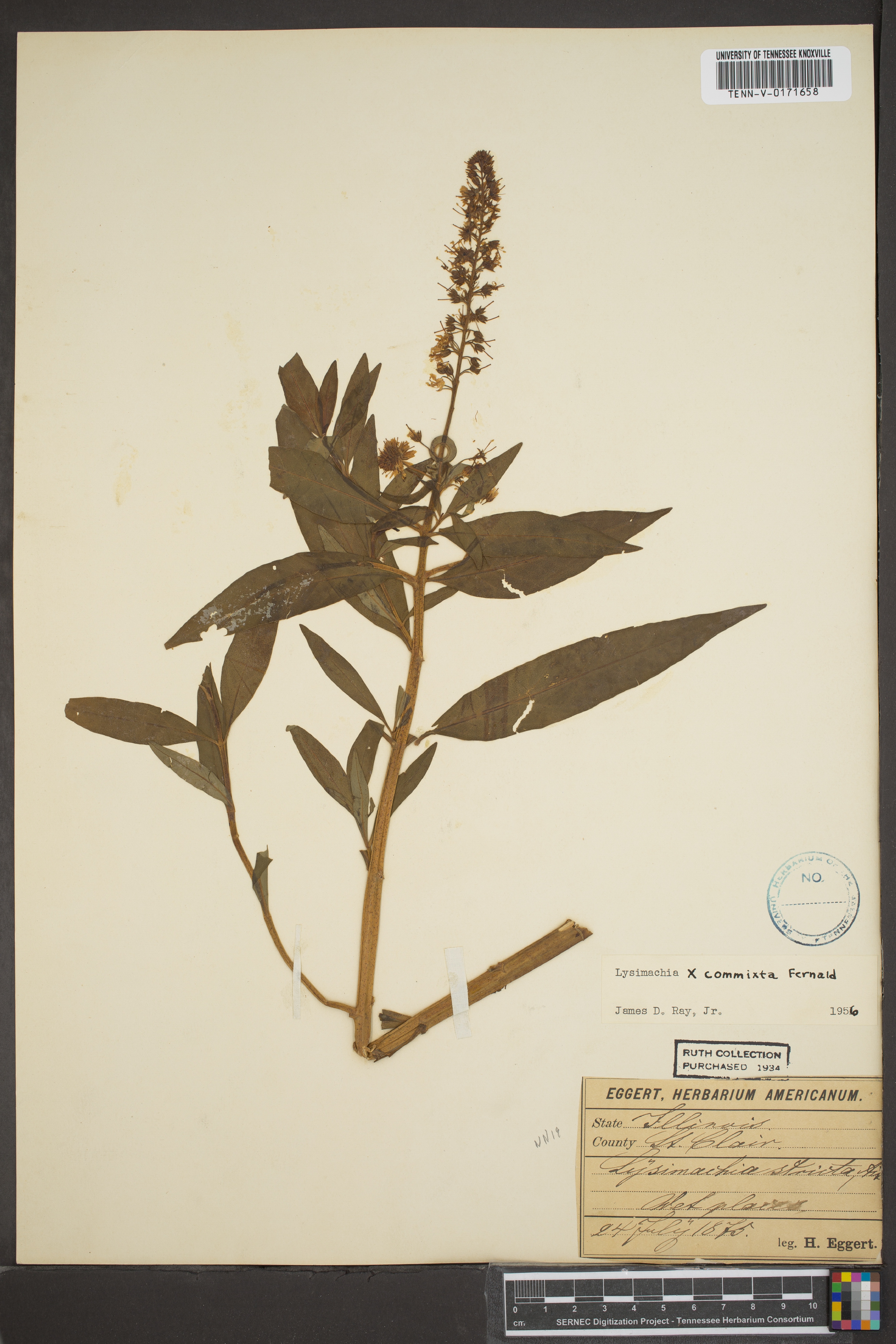 Yellow Loosestrife photo 2