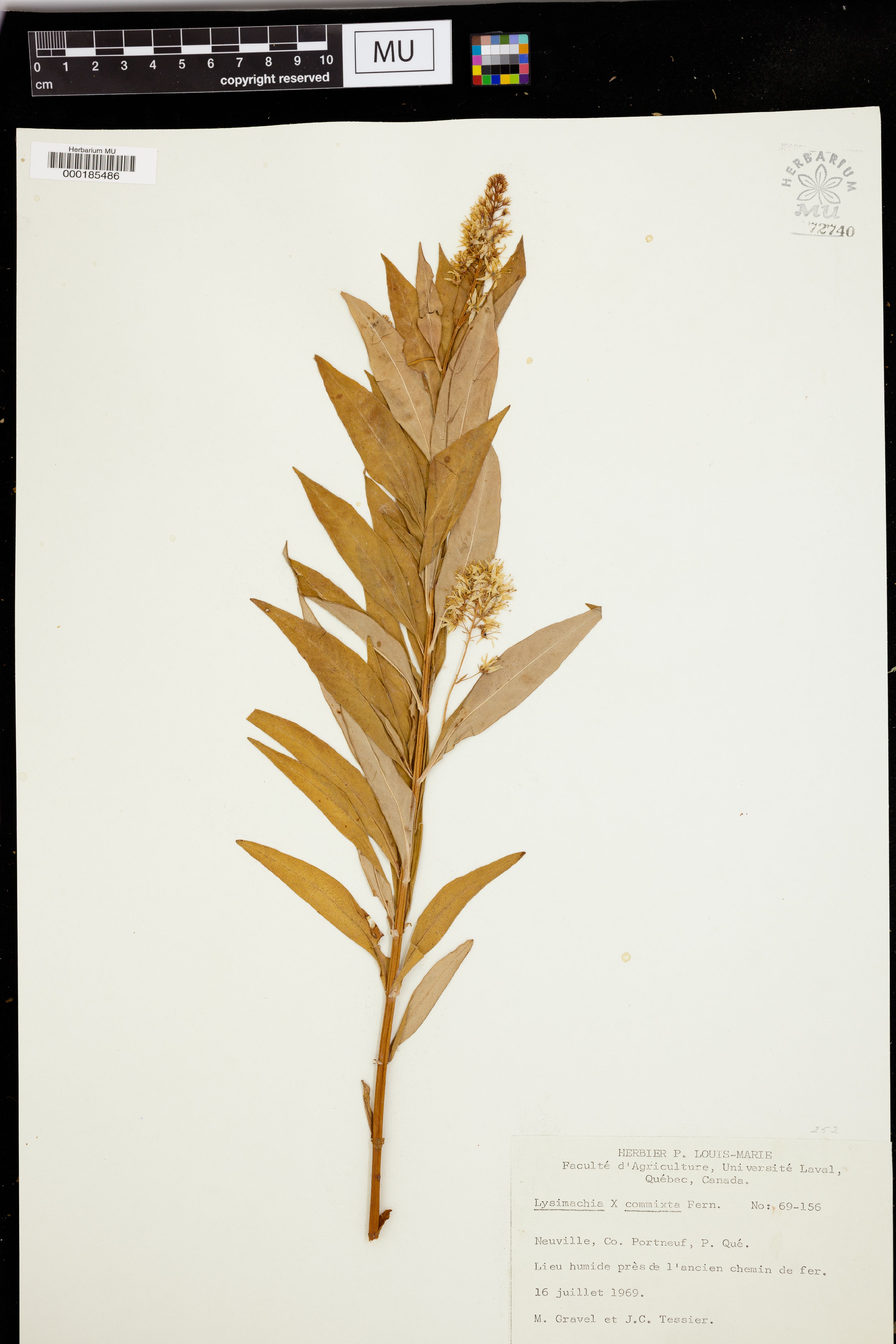 Yellow Loosestrife photo 3