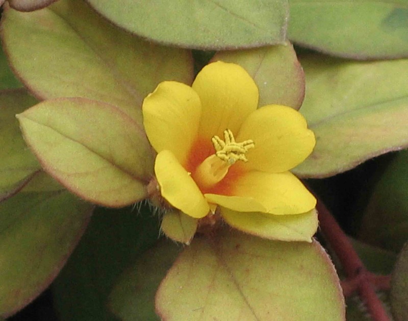 Lysimachia congestiflora