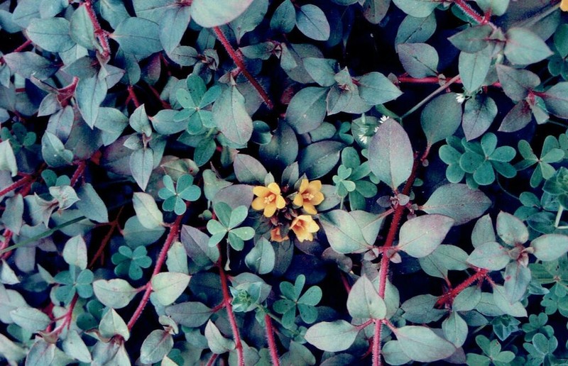 Lysimachia congestiflora photo 2