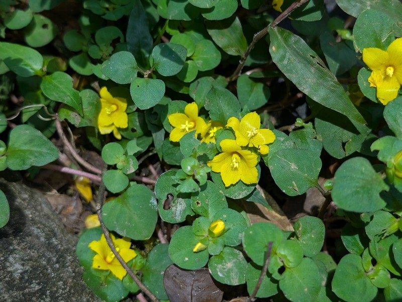 Lysimachia congestiflora photo 3