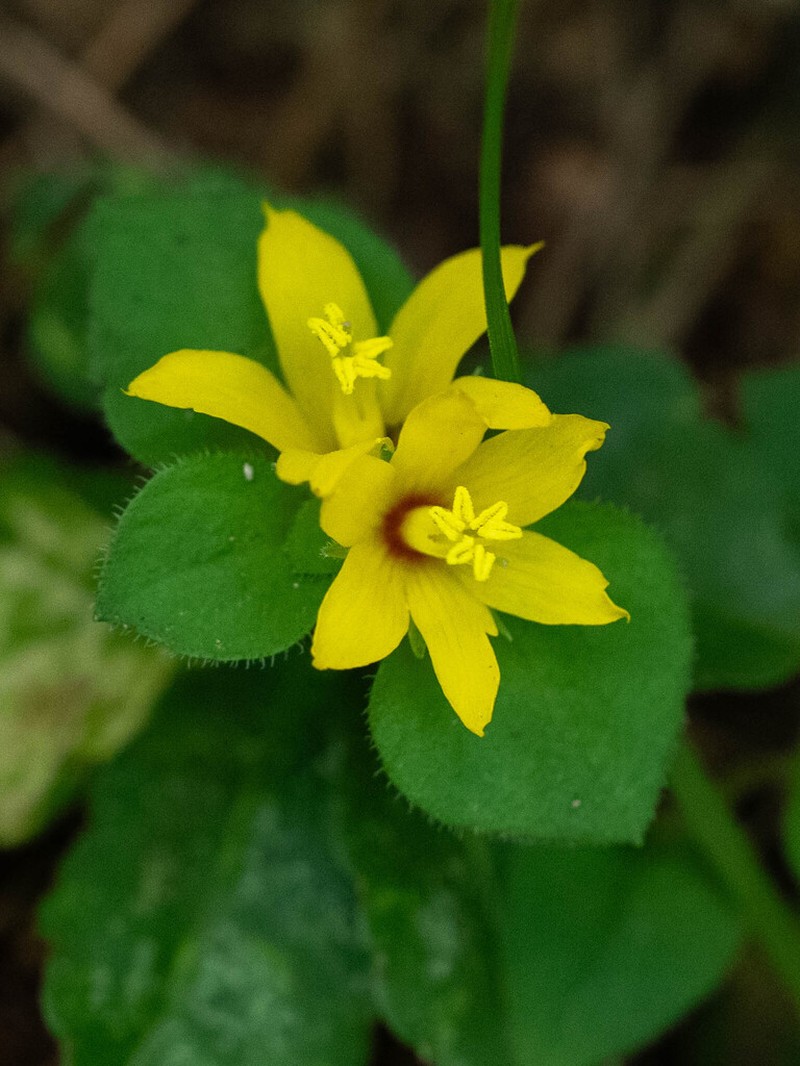 Lysimachia congestiflora photo 4
