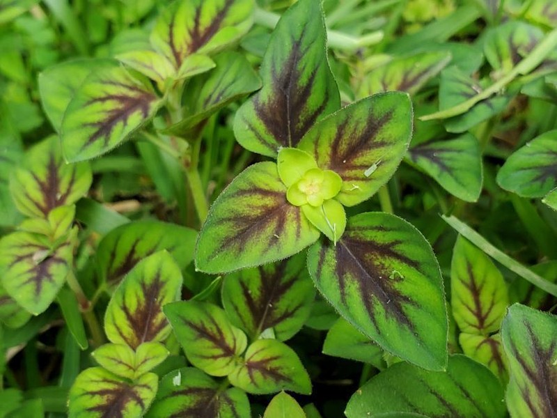 Lysimachia congestiflora photo 5