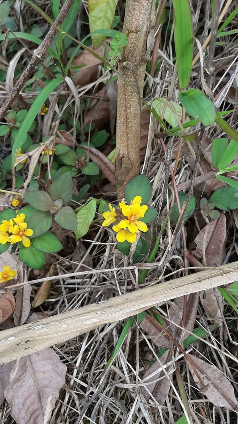Lysimachia congestiflora photo 6