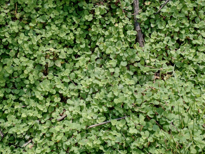 Lysimachia congestiflora photo 7