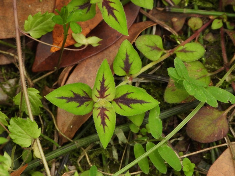 Lysimachia congestiflora photo 8
