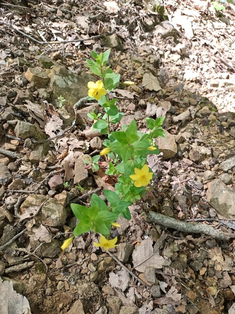 Lysimachia cousiniana