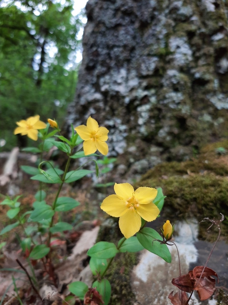 Lysimachia cousiniana photo 2