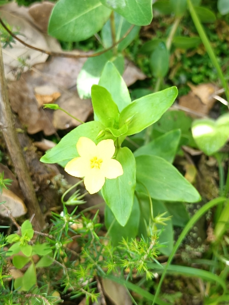 Lysimachia cousiniana photo 3