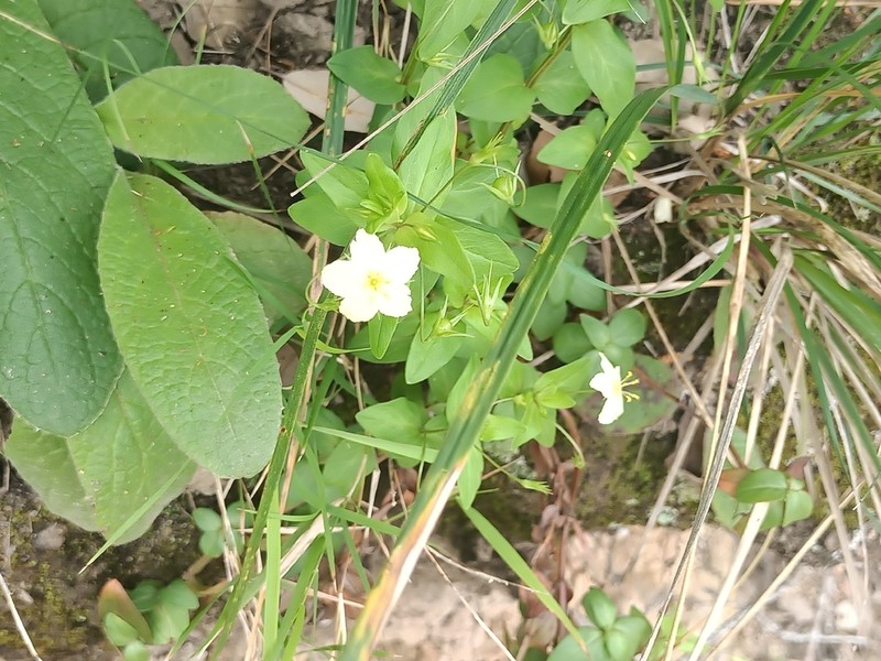 Lysimachia cousiniana photo 4