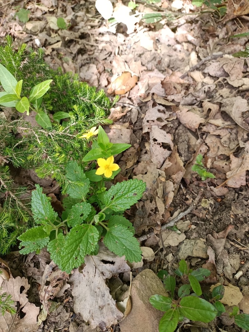 Lysimachia cousiniana photo 5