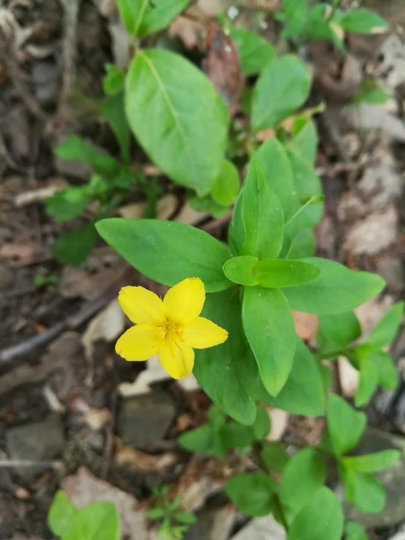 Lysimachia cousiniana photo 6