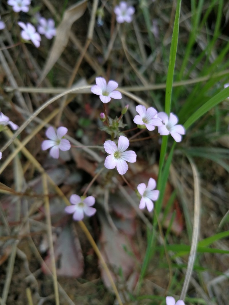Lysimachia crispidens