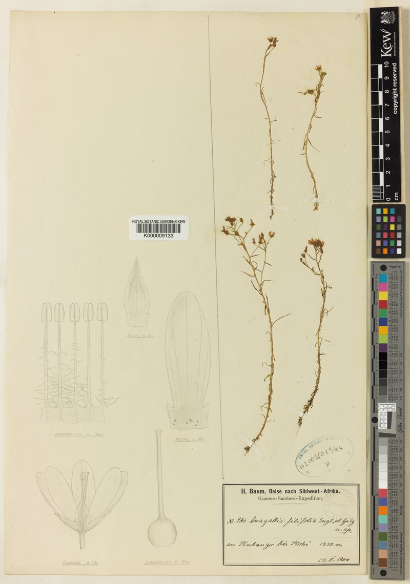 Lysimachia cubangensis