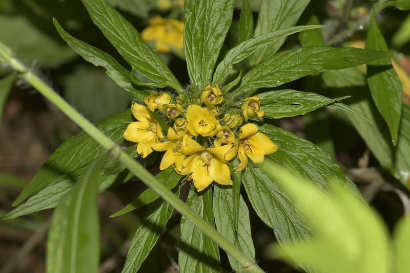 Lysimachia dabieshanensis