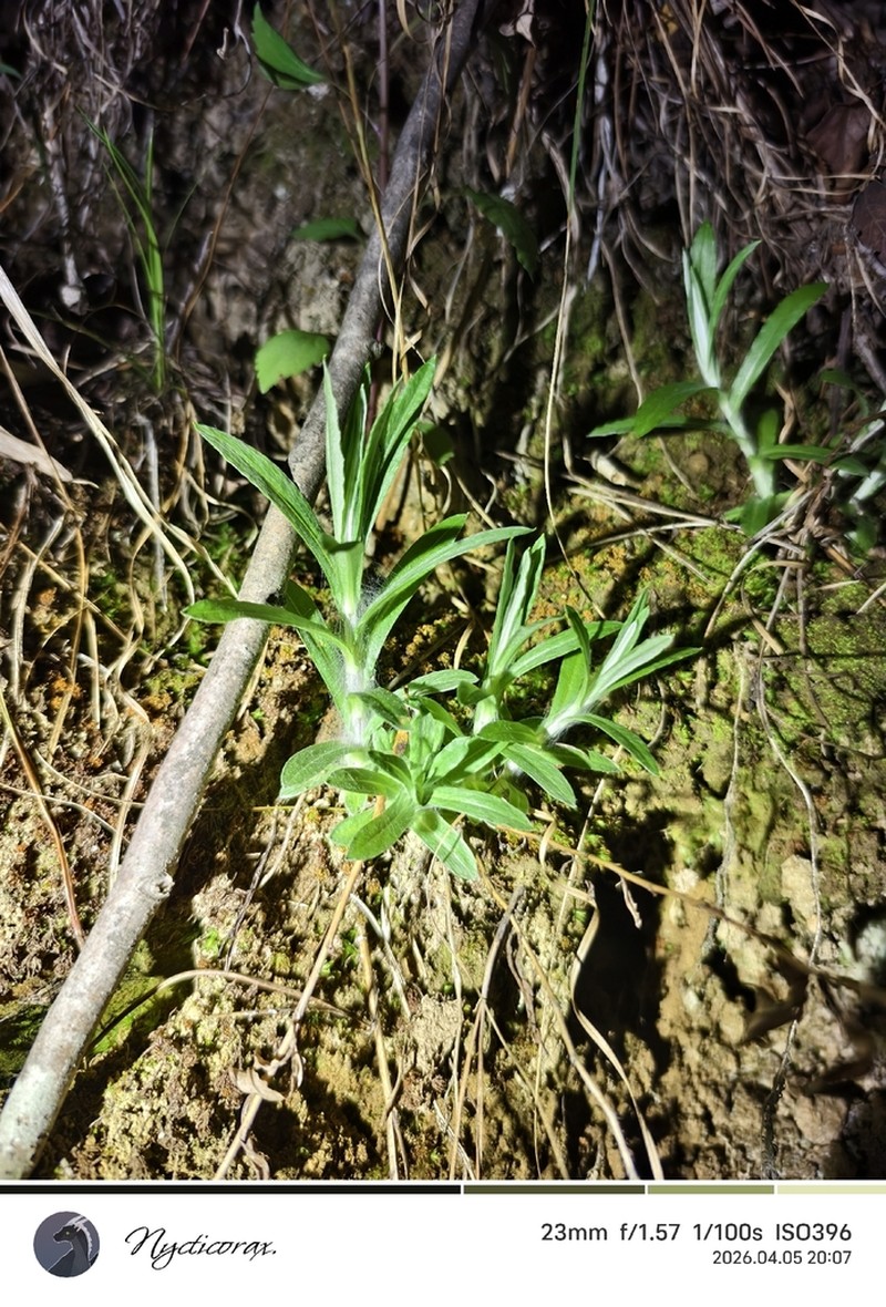 Lysimachia dabieshanensis photo 2