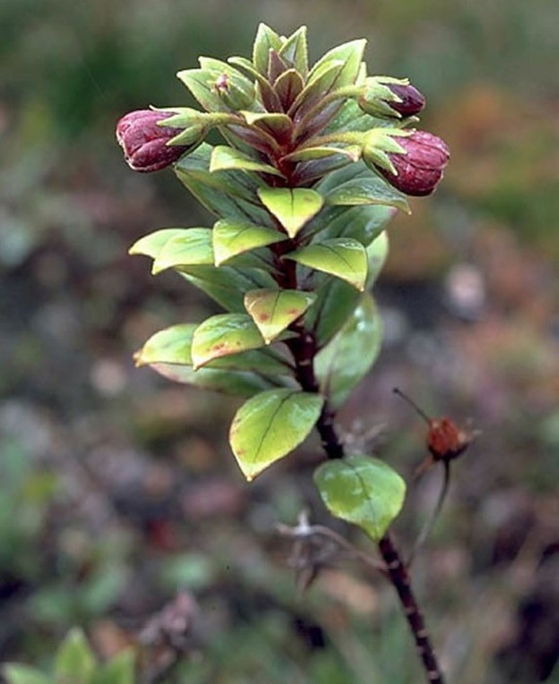 Lehua Makanoe
