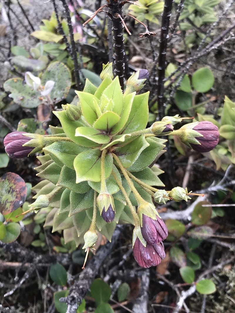 Lehua Makanoe photo 6