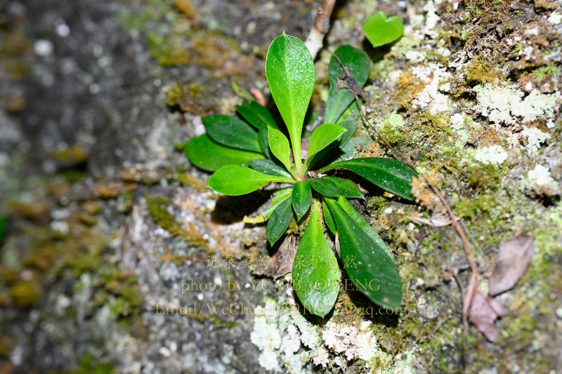 Lysimachia daqiaoensis