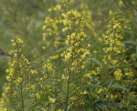 Lysimachia davurica