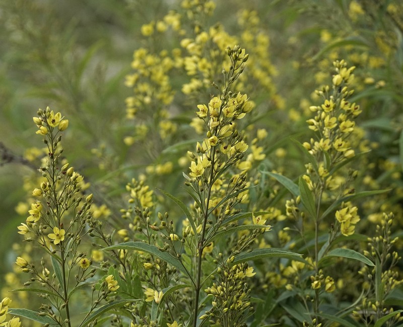 Lysimachia davurica