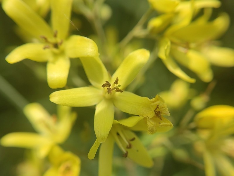 Lysimachia davurica photo 2