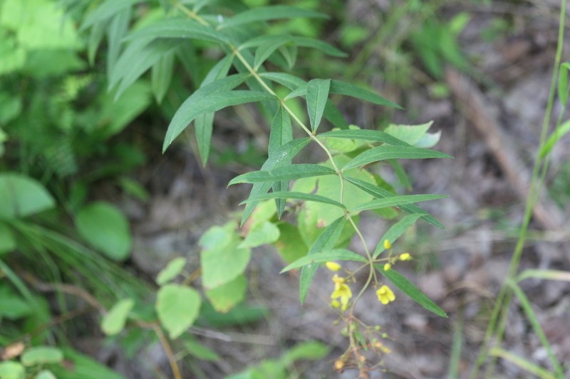 Lysimachia davurica photo 3