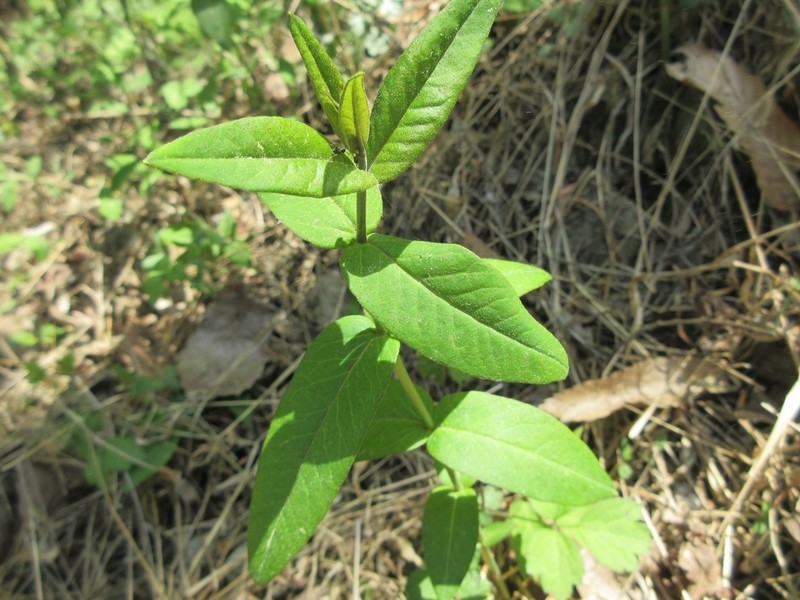 Lysimachia davurica photo 4