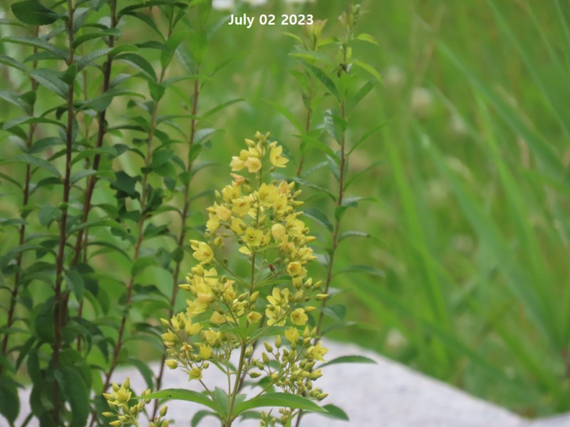 Lysimachia davurica photo 5