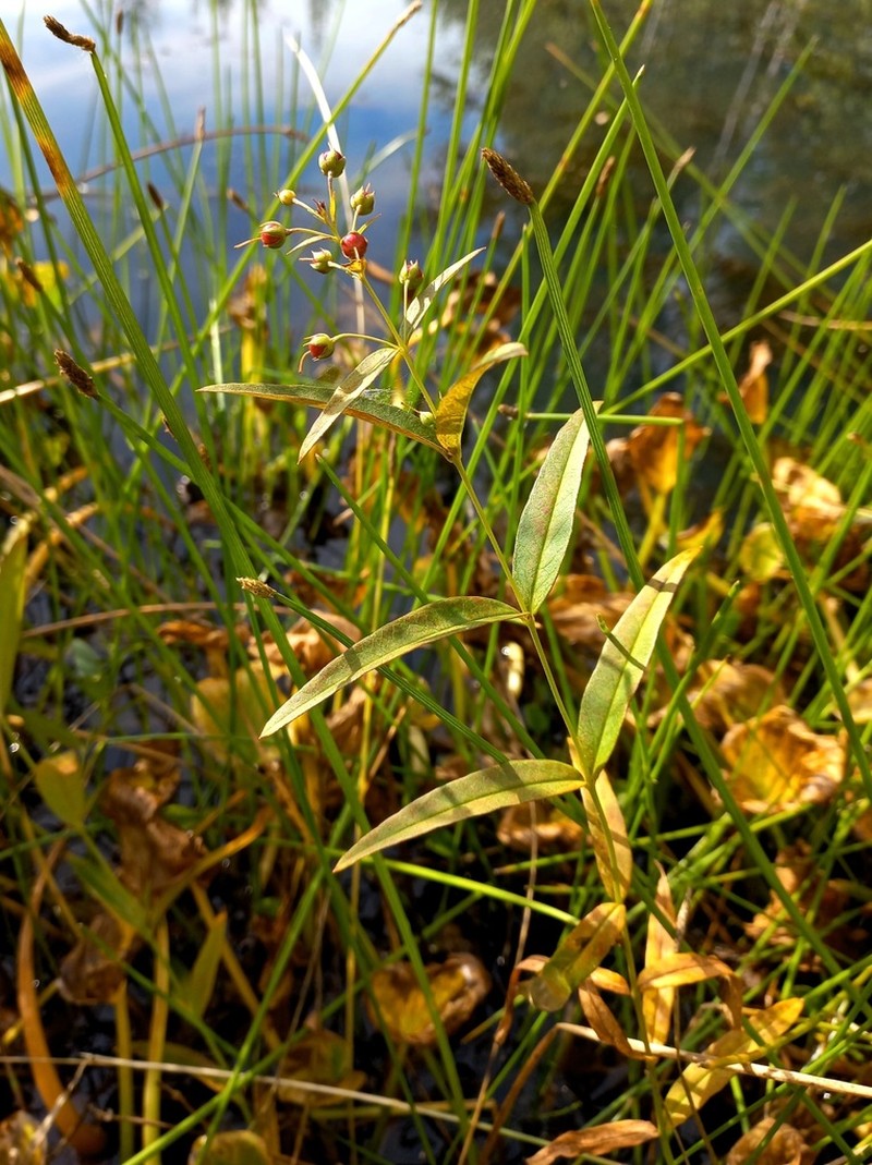 Lysimachia davurica photo 6