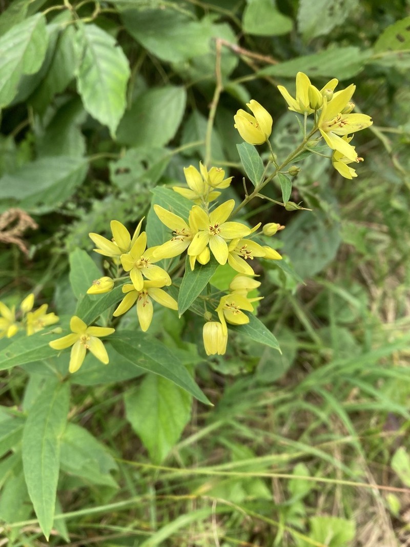 Lysimachia davurica photo 7