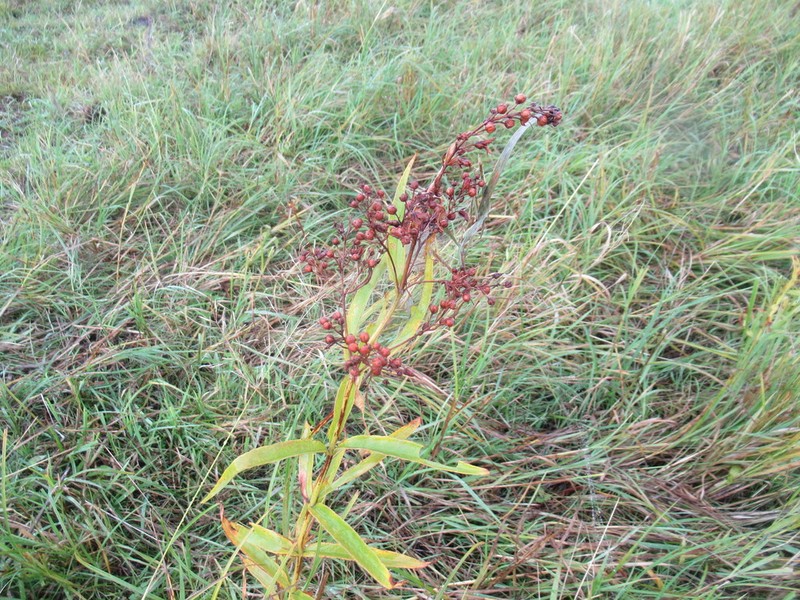Lysimachia davurica photo 8
