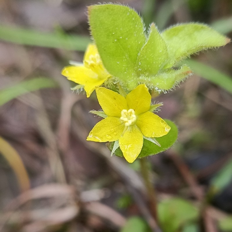 Lysimachia debilis