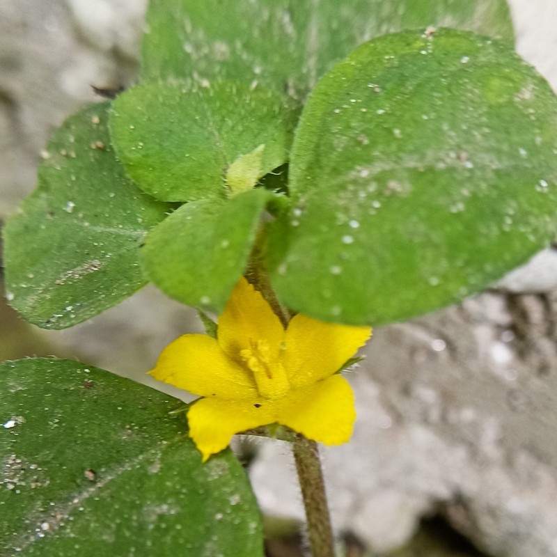 Lysimachia debilis photo 2