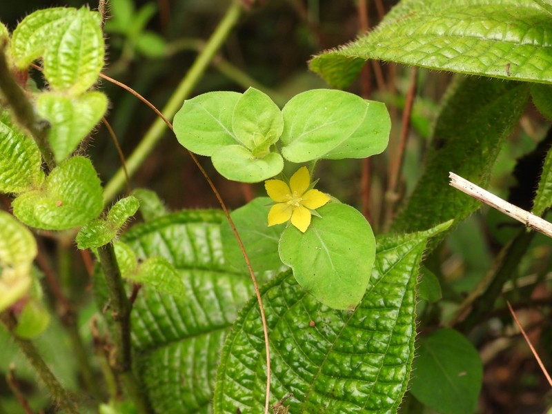 Lysimachia debilis photo 4