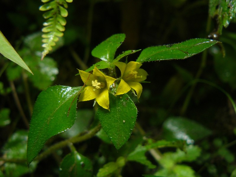 Lysimachia debilis photo 5
