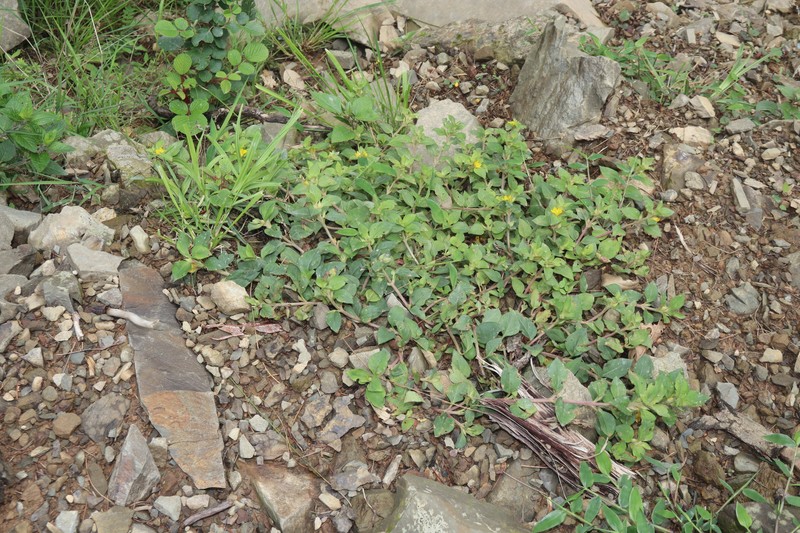 Lysimachia debilis photo 6