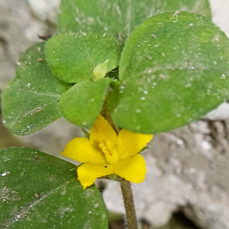 Lysimachia debilis photo 8