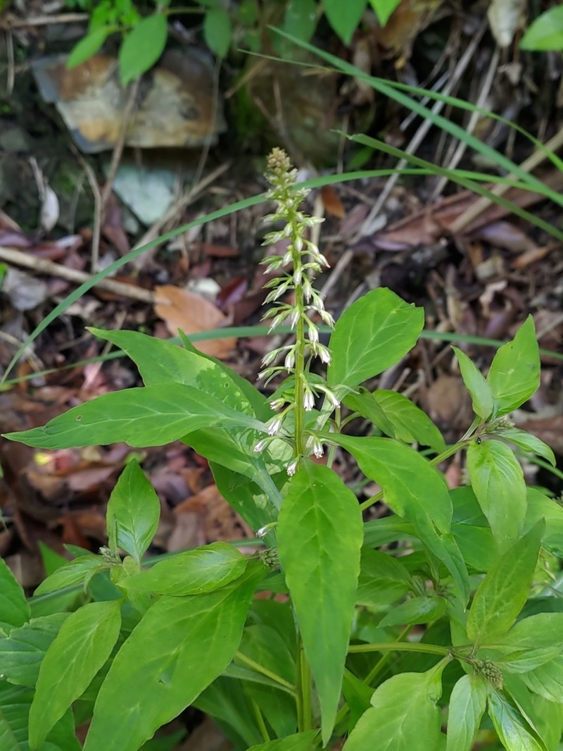 Lysimachia decurrens