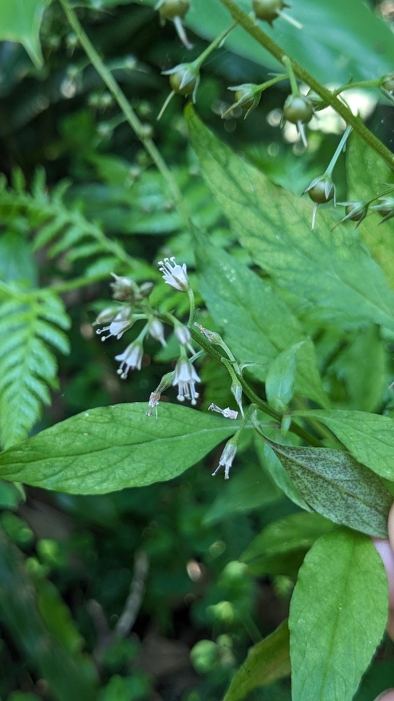 Lysimachia decurrens photo 2