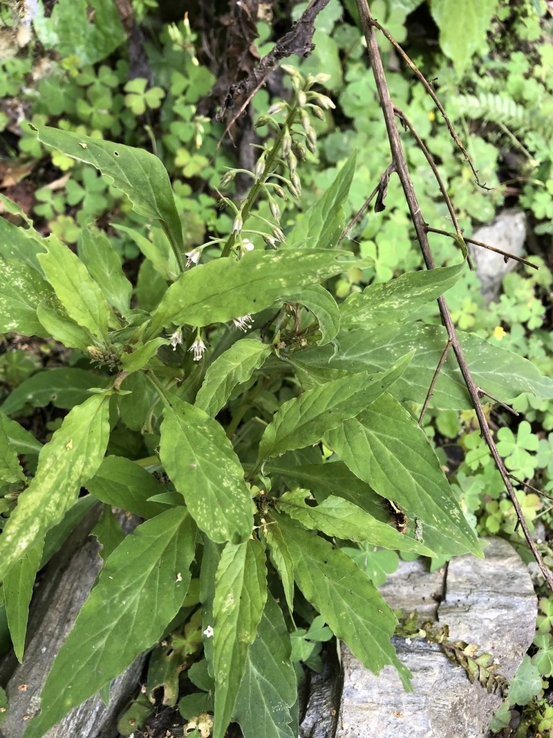 Lysimachia decurrens photo 3