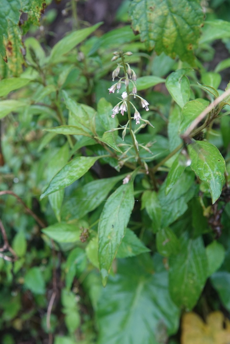 Lysimachia decurrens photo 4