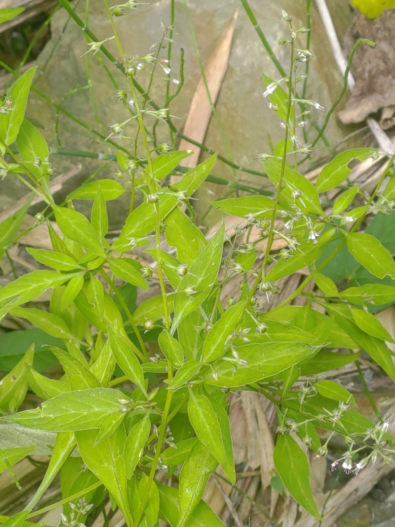 Lysimachia decurrens photo 5