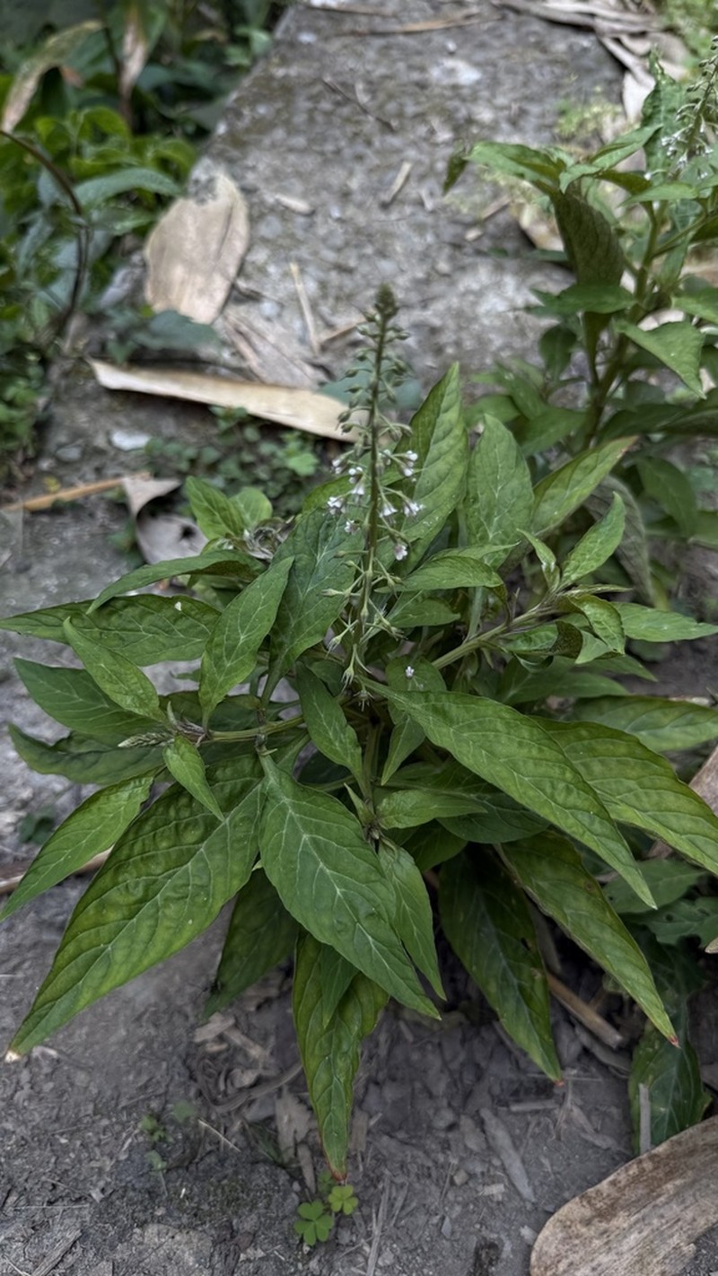 Lysimachia decurrens photo 6