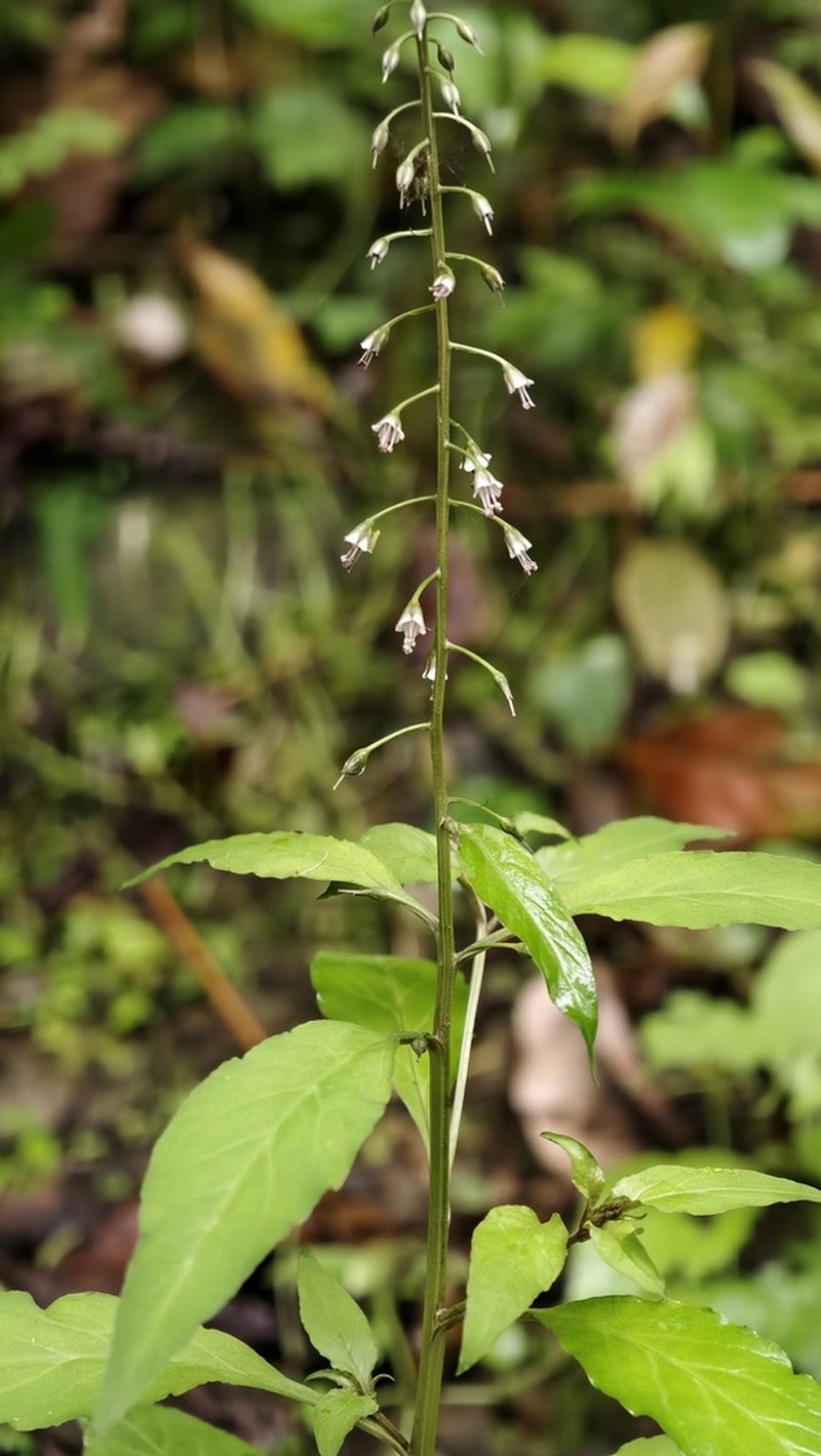 Lysimachia decurrens photo 7